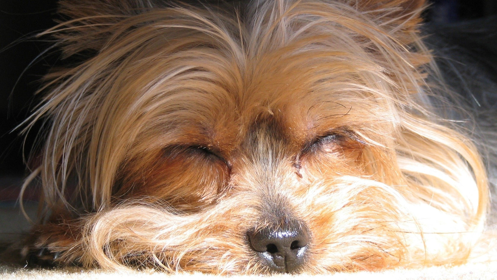 sleeping dog