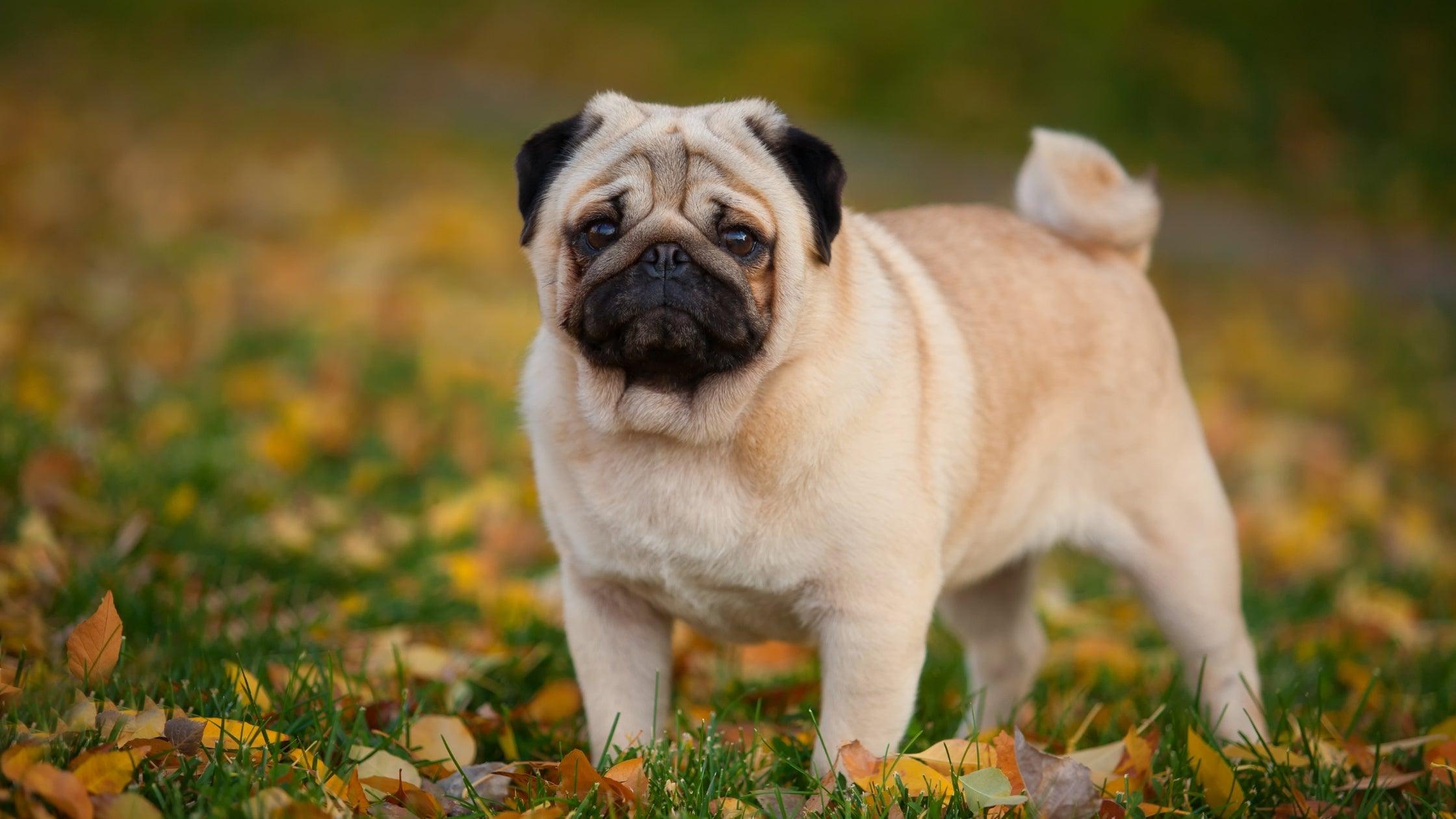 pug standing outside