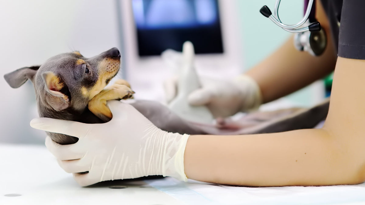 dog at the vet