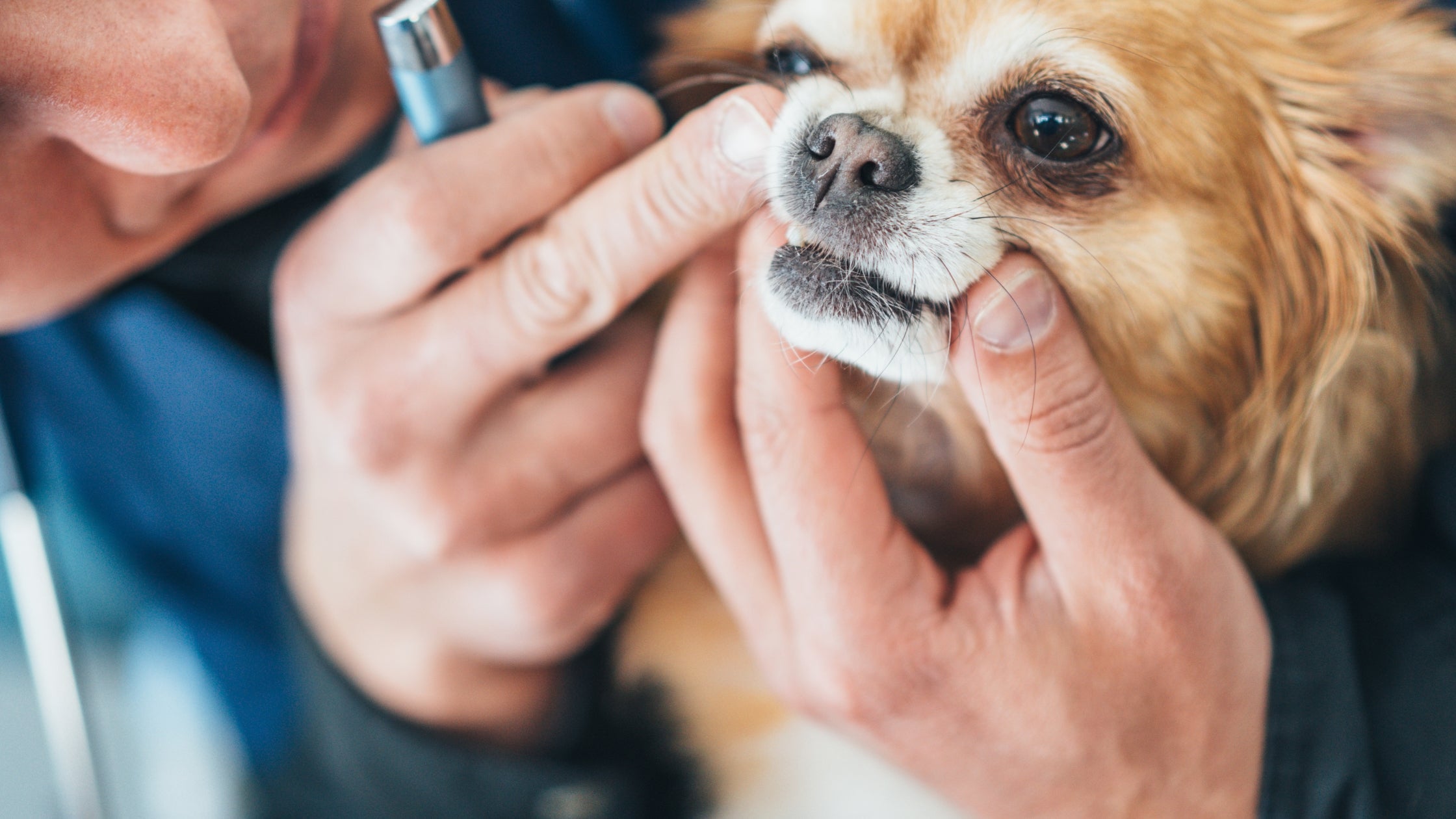 Small dog with person looking at it's gums.
