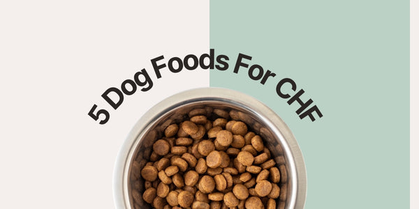 which grain free dog foods are linked to heart disease