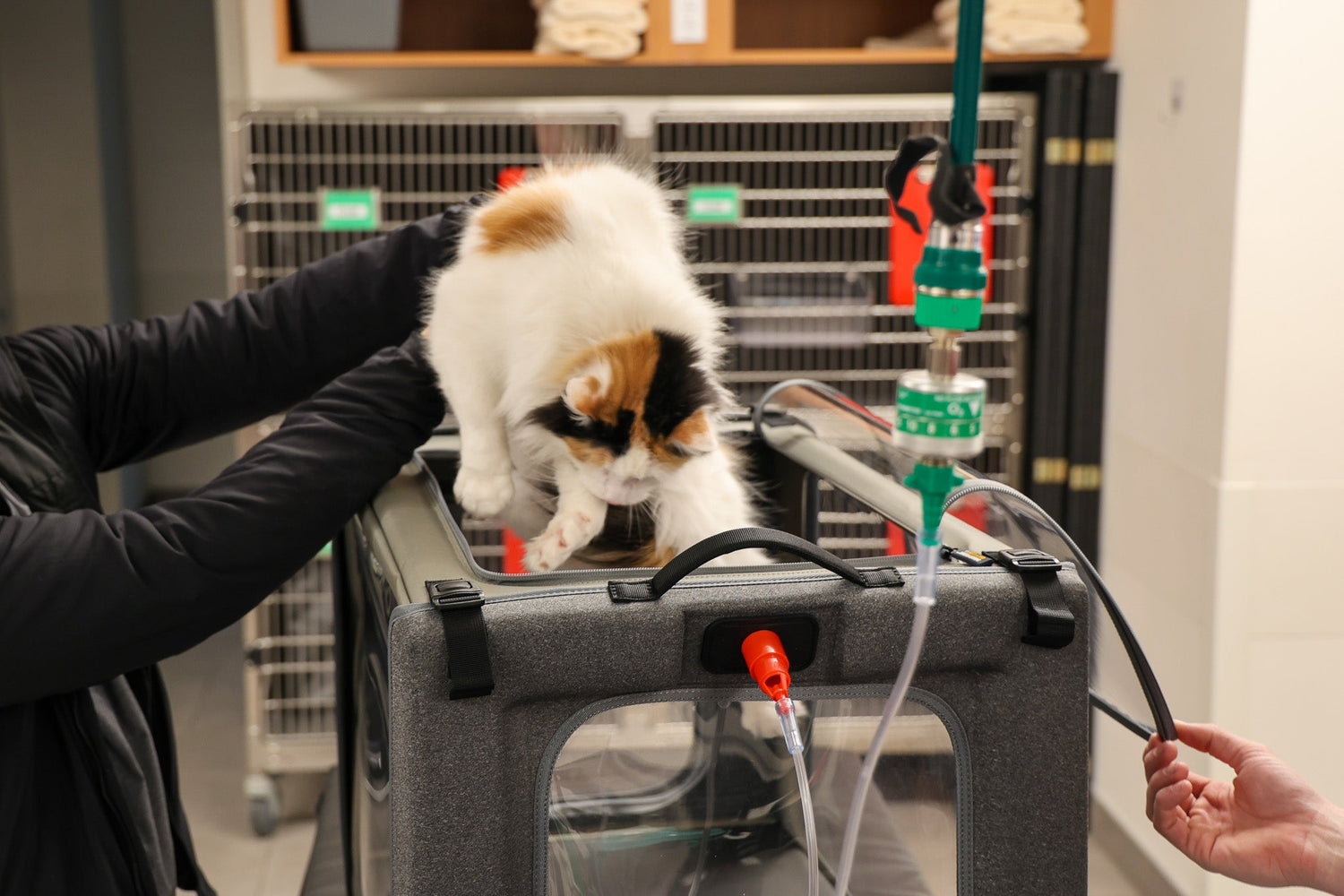 cat being placed in an oxygen chamber
