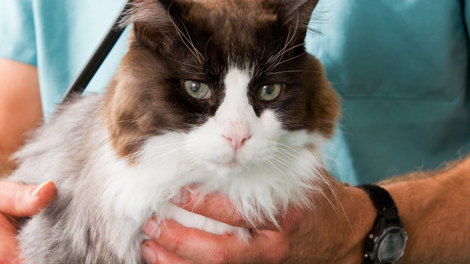 Frontal view of a black and white long haired cat.