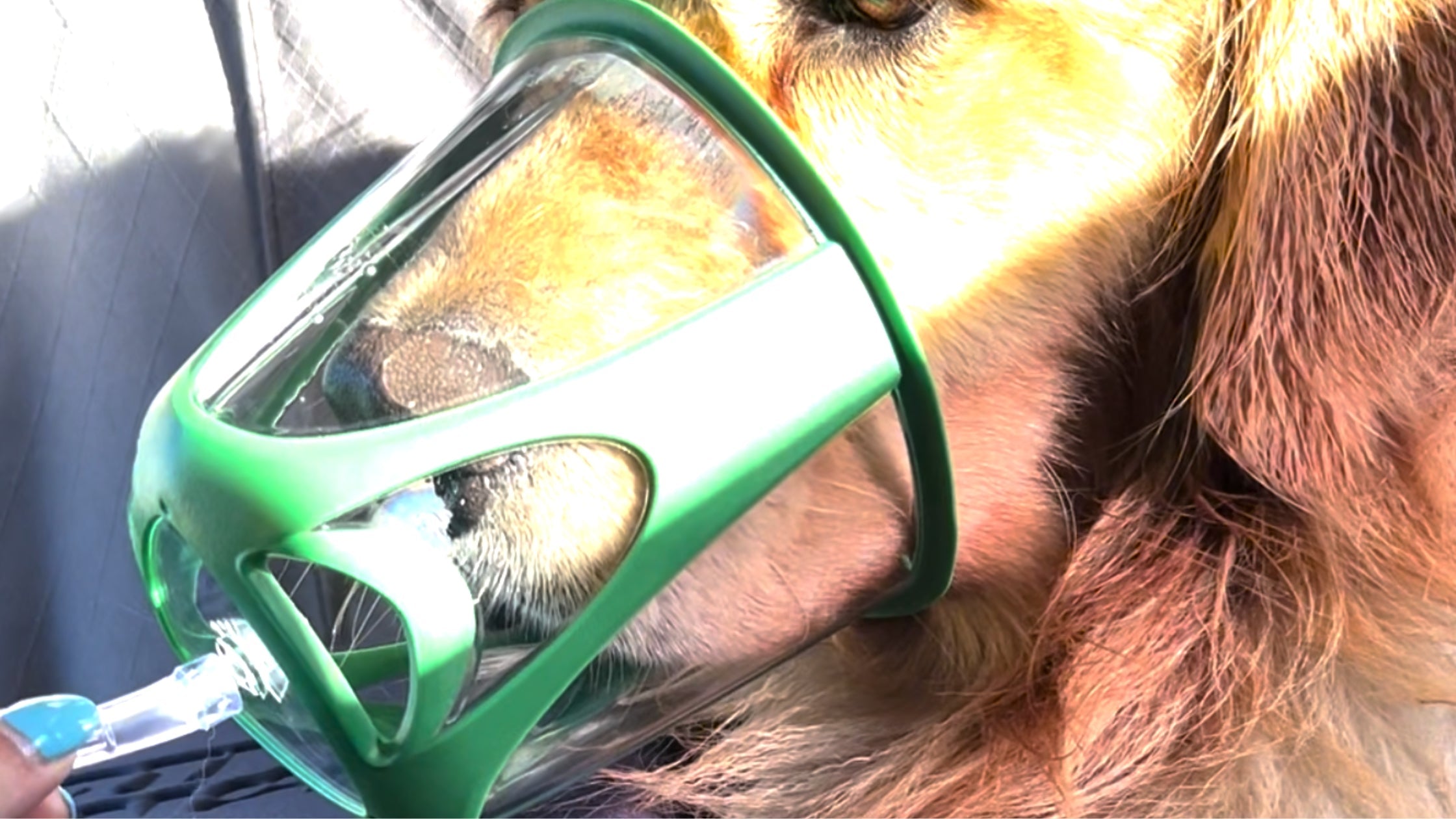 dog with pet oxygen mask over snout