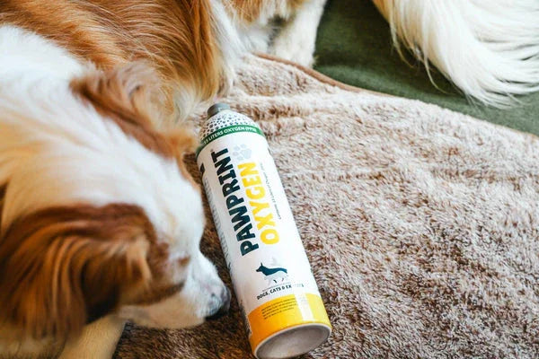 dog laying next to a canister of oxygen