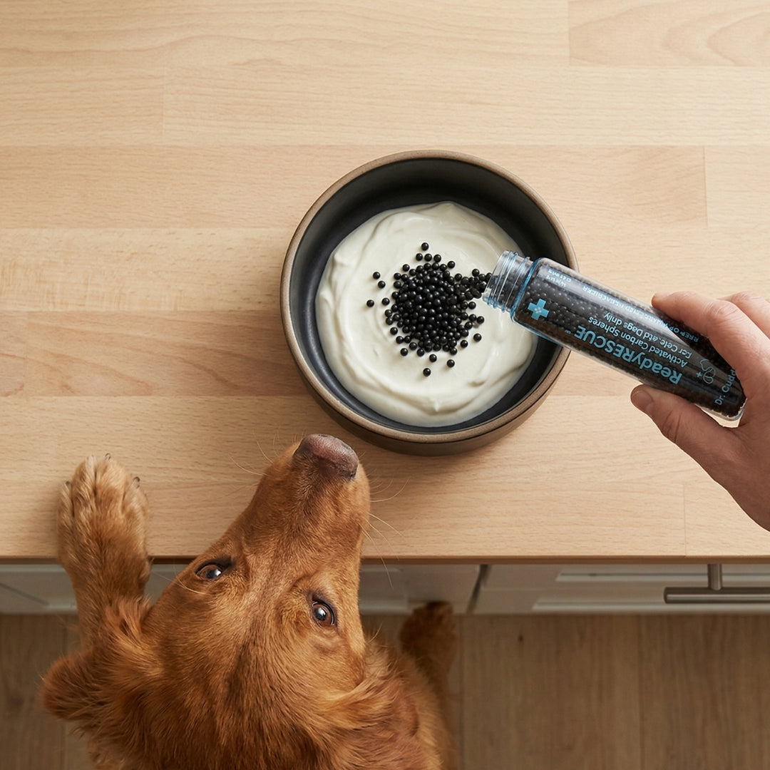 pouring activated charcoal into yogurt with a dog looking at the bowl