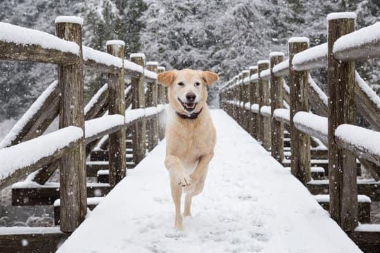dog running through the snow