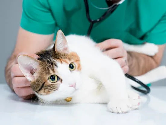 cat laying down on a table at the vet