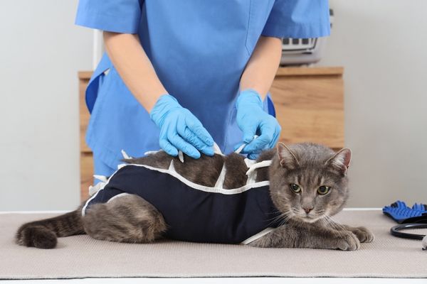 A gray cat wearing a recovery suit on an exam table