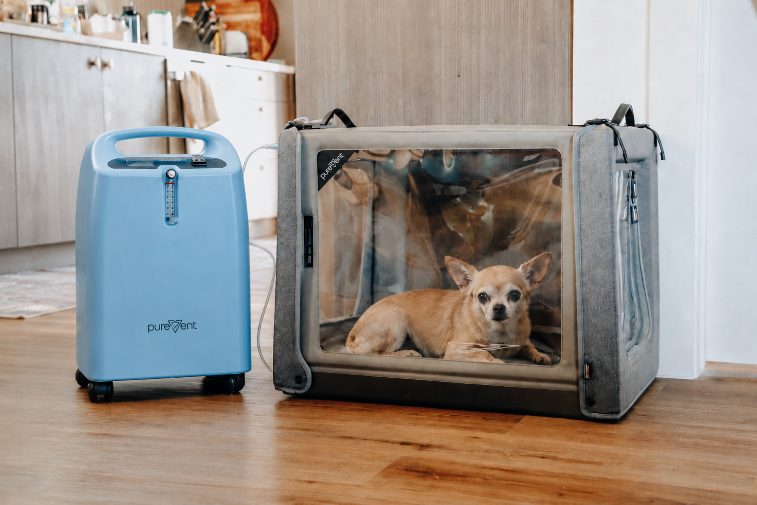 Dog resting comfortably at home in an oxygen recovery chamber after surgery
