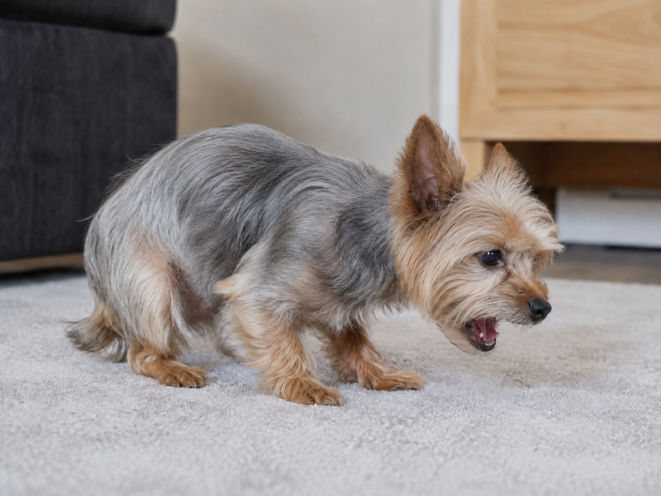 Yorkie Small dog coughing on a carpet by Pawprint Oygen