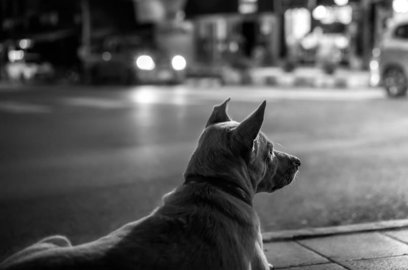 Dog near street hit by car
