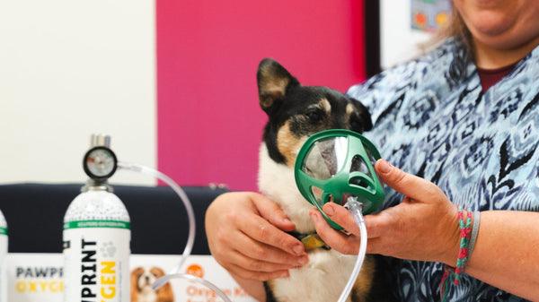 dog with an oxygen mask on at the vet