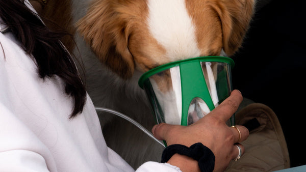dog with an oxygen mask on