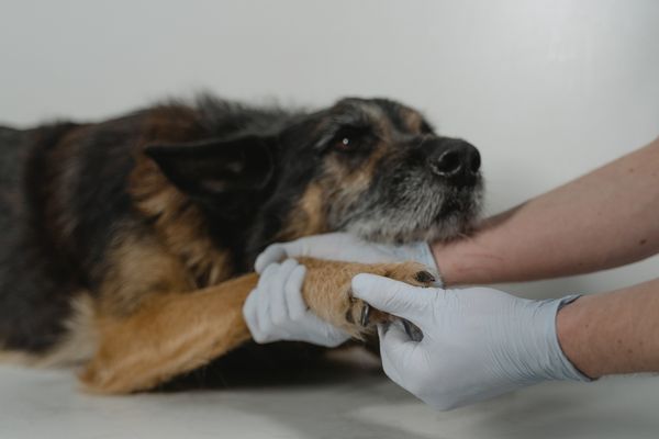 A vet examining a dog’s front paw pad
