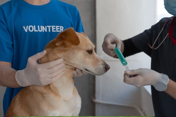 A veterinarian prepares an injection for a dog during a wheezing checkup.