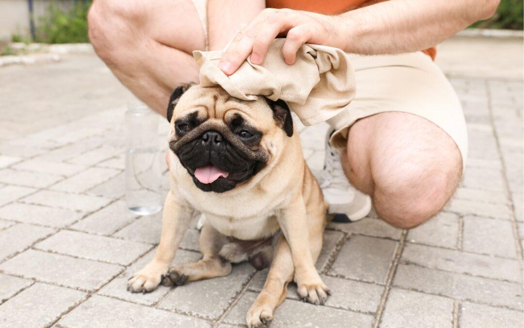 dog suffering from heatstroke