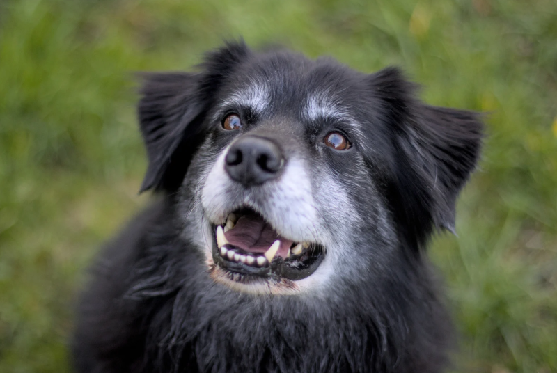 Older Labrador Retriever panting heavily on a hot day, illustrating laryngeal paralysis breathing difficulty in dogs