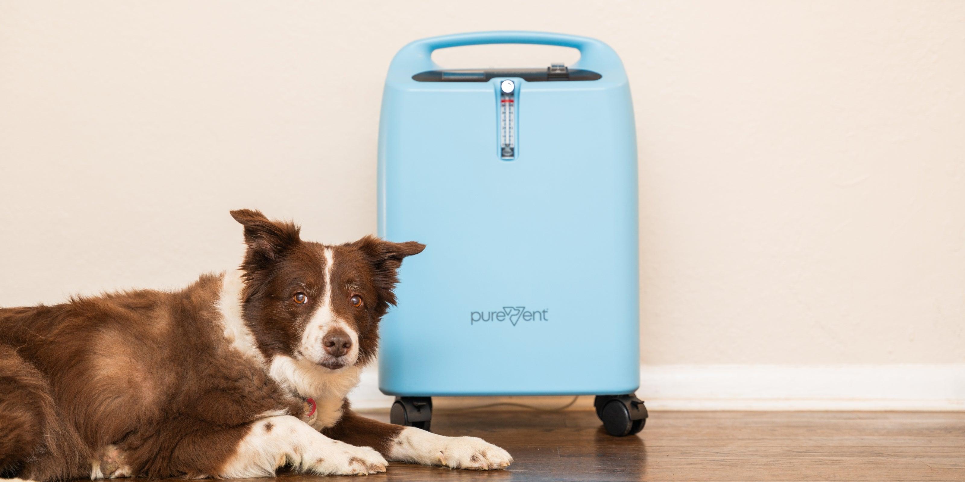 Dog laying on the floor next to oxygen concentrator.