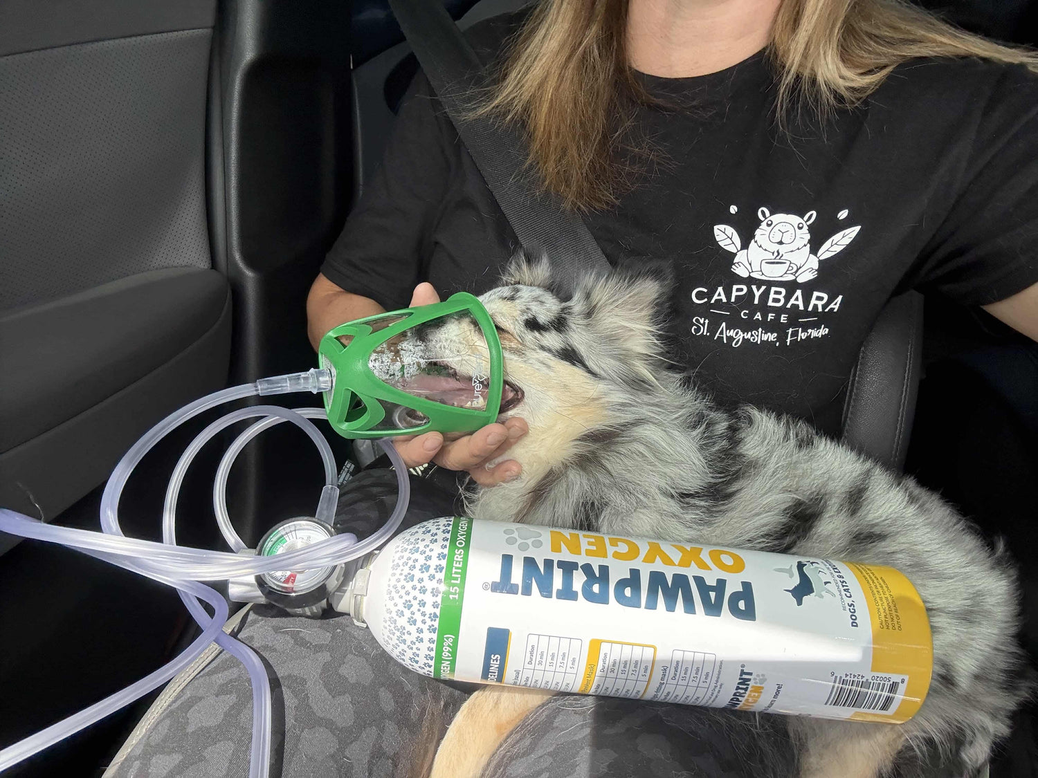 dog receiving oxygen therapy on the way to the vet