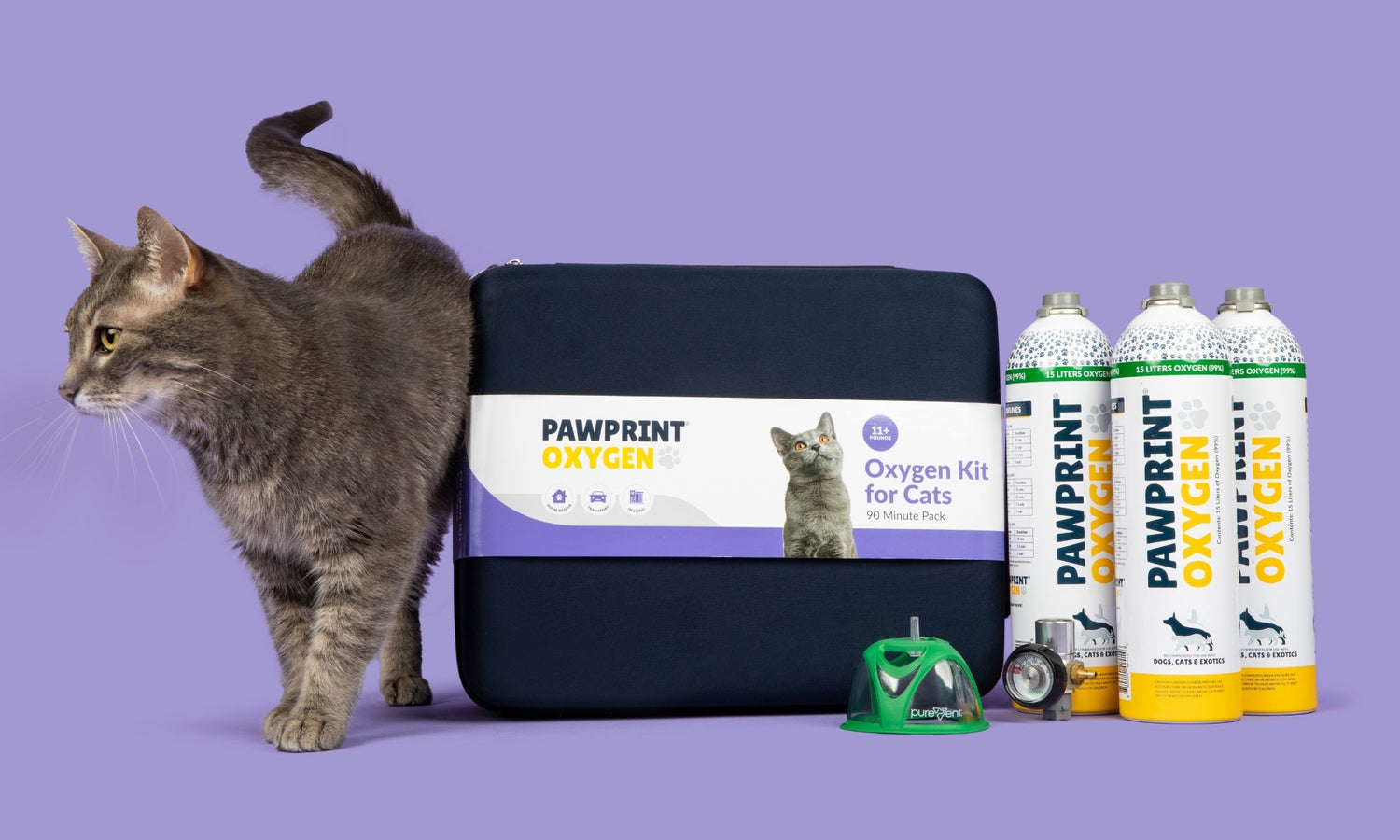 Cat standing next to a portable oxygen kit