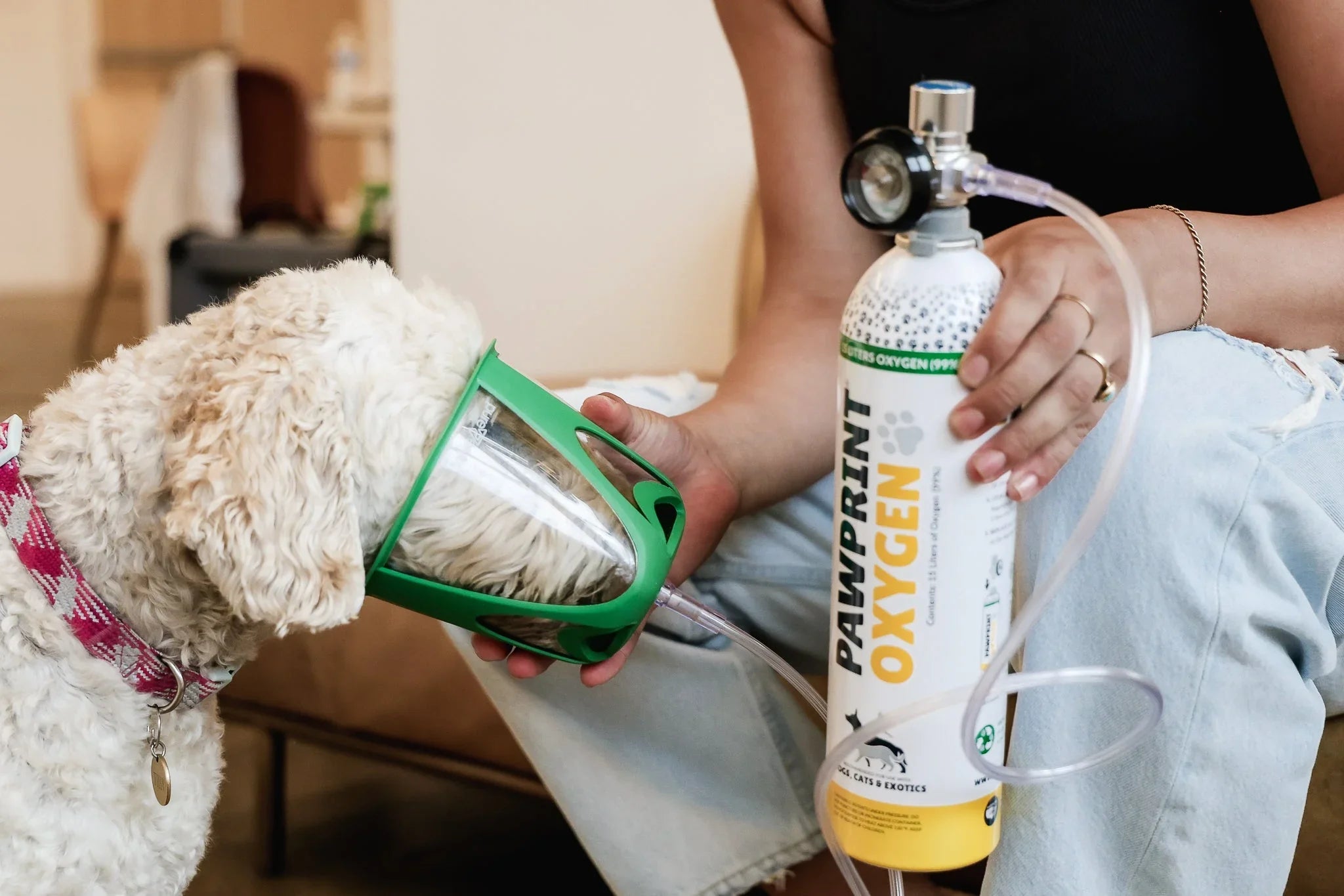 dog with chronic bronchitis receiving oxygen therapy