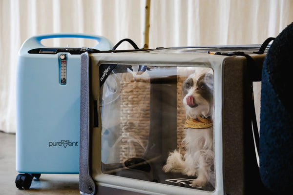 dog in an oxygen chamber next to an oxygen concentrator