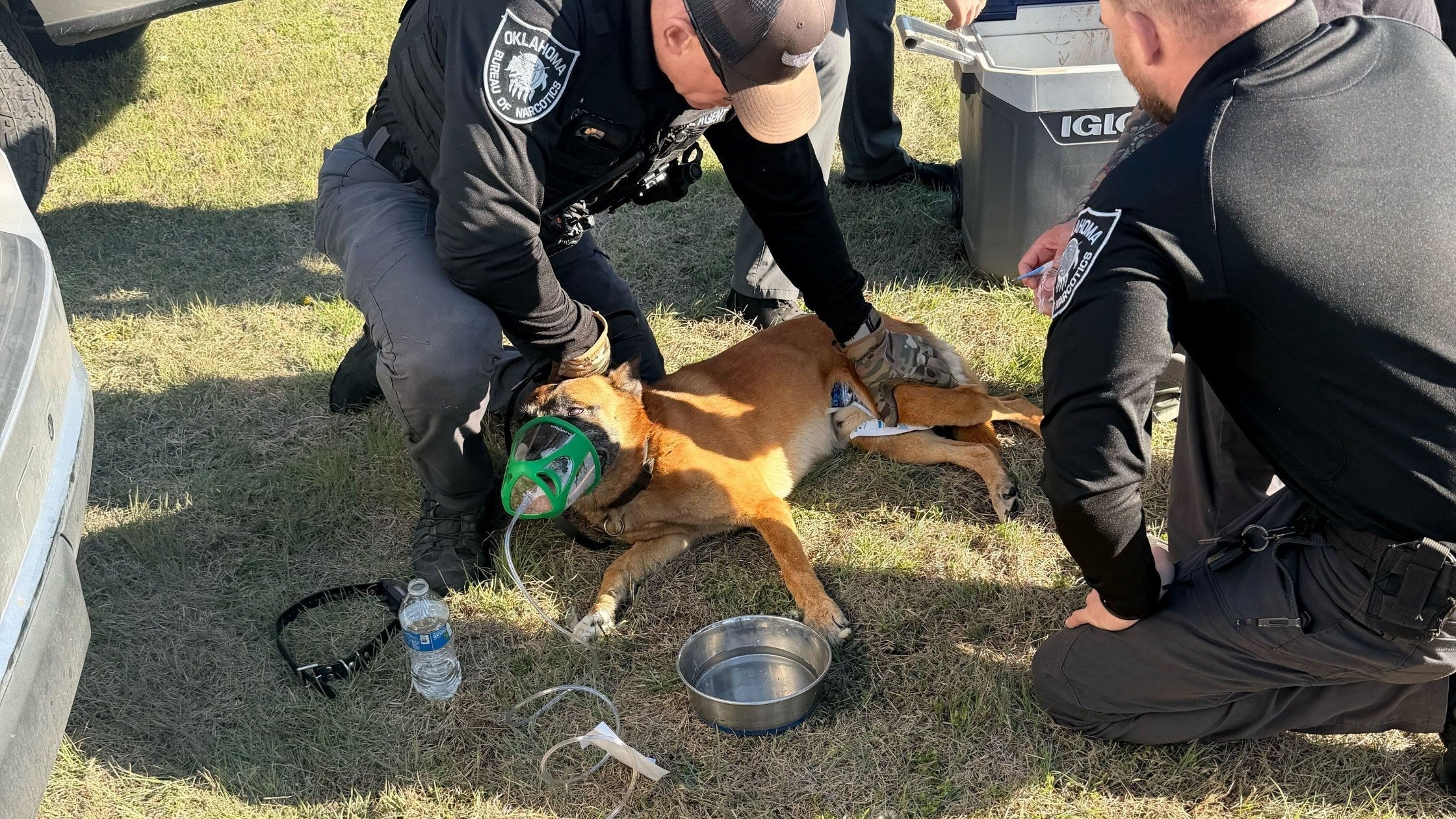 Dog receiving emergency care for heatstroke
