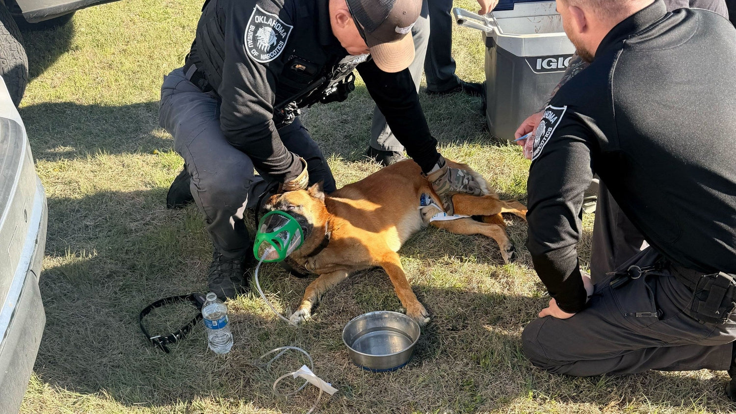 Dog receiving emergency care for heatstroke