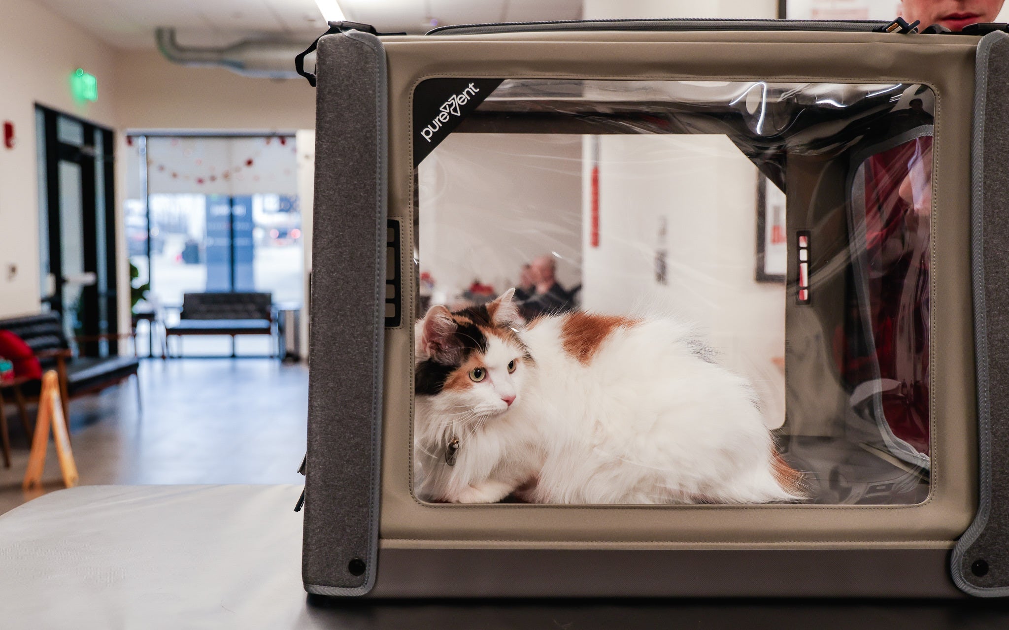cat in oxygen chamber