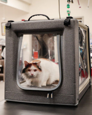 cat in an oxygen chamber