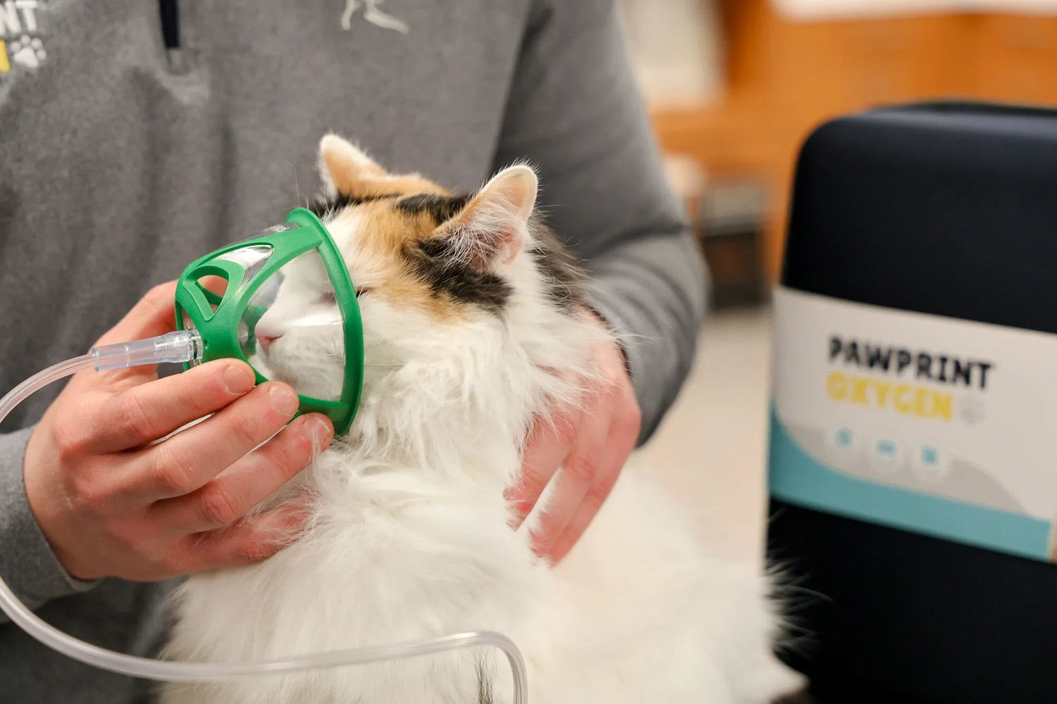 cat receiving oxygen therapy with a mask