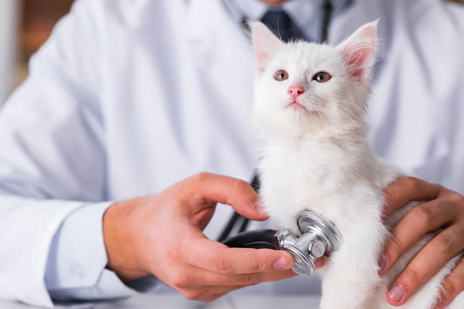 cat having their heart checked at the vet