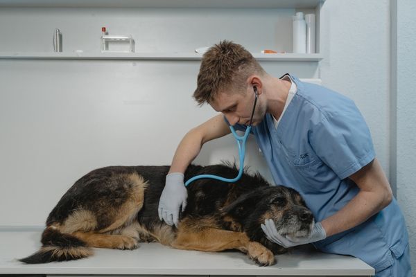 A veterinarian listening to a dog’s heart with a stethoscope