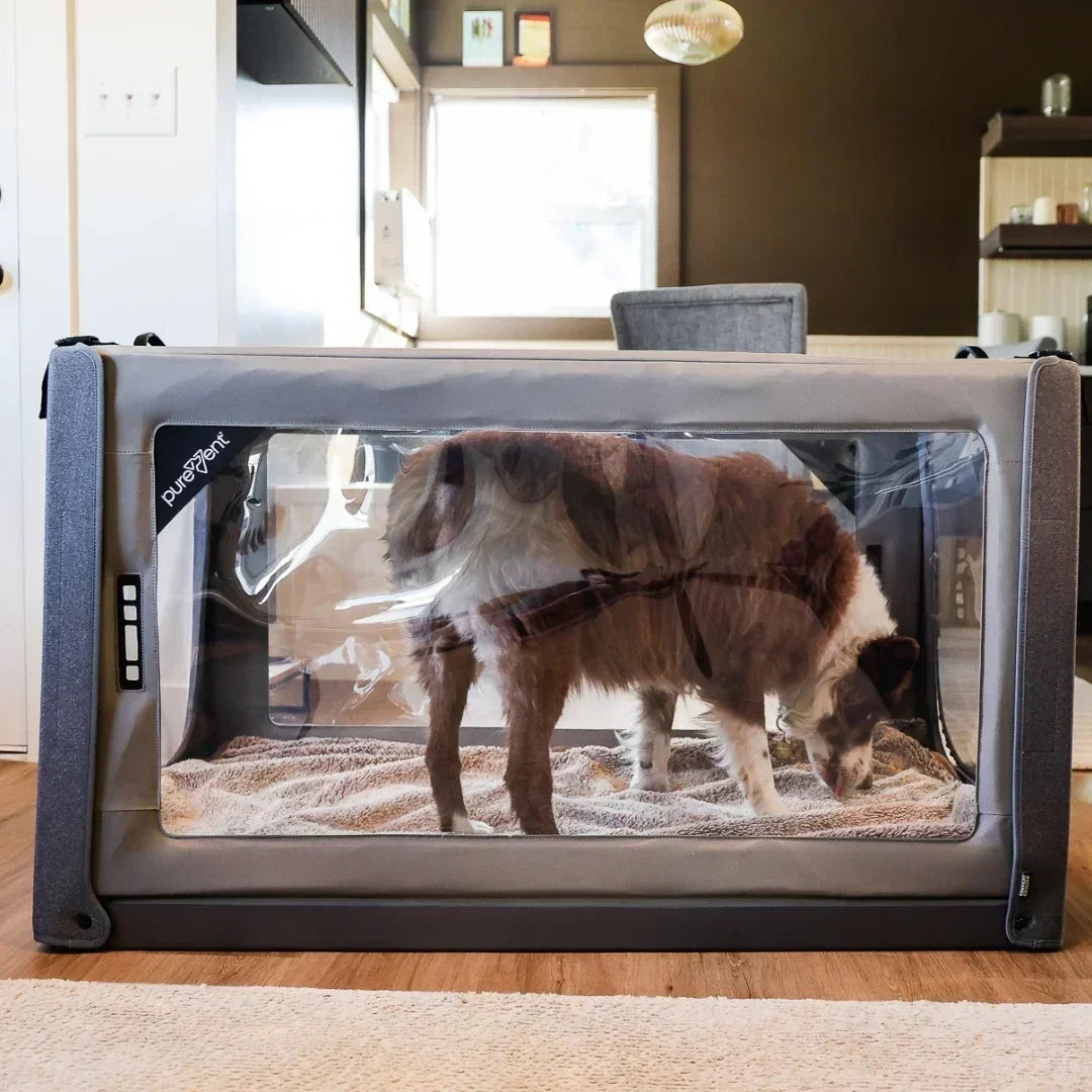 pet inside of oxygen chamber at home
