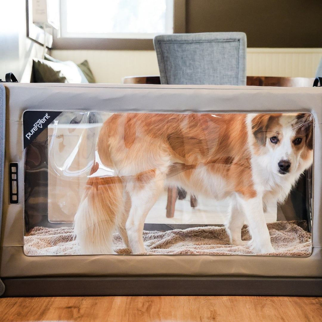 Large dog inside pet oxygen cage