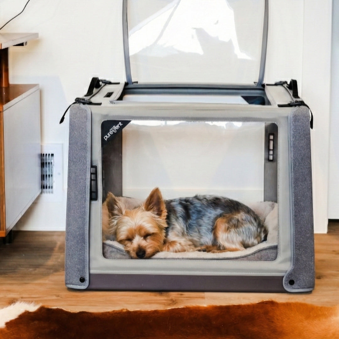 small yorkie inside purevent oxygen chamber at home