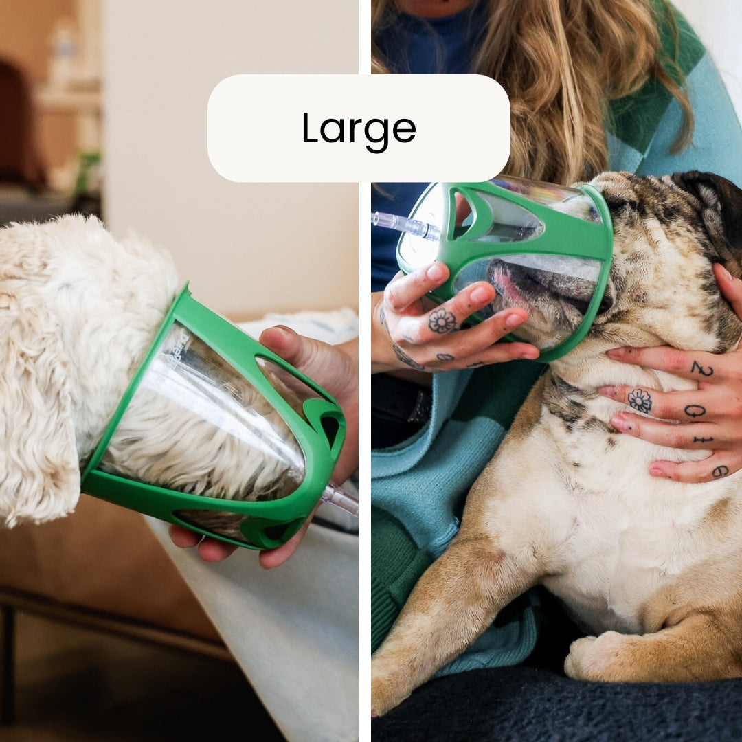 Green oxygen mask on a dog with text 'Large' above it, showing the product's size.