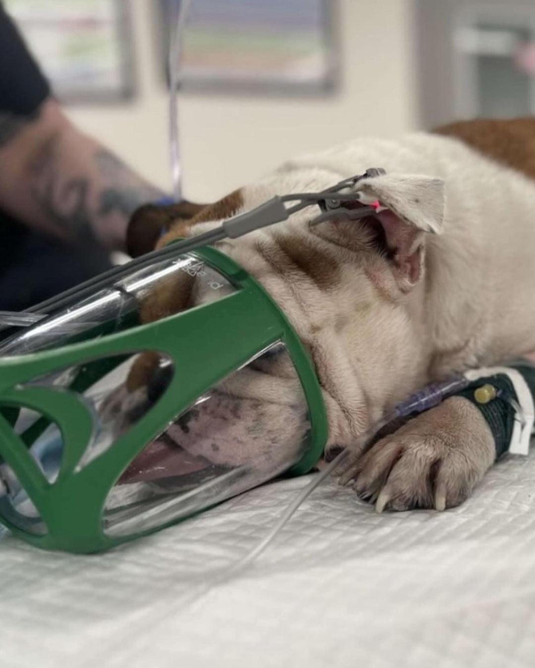 Oxygen mask being used on bulldog