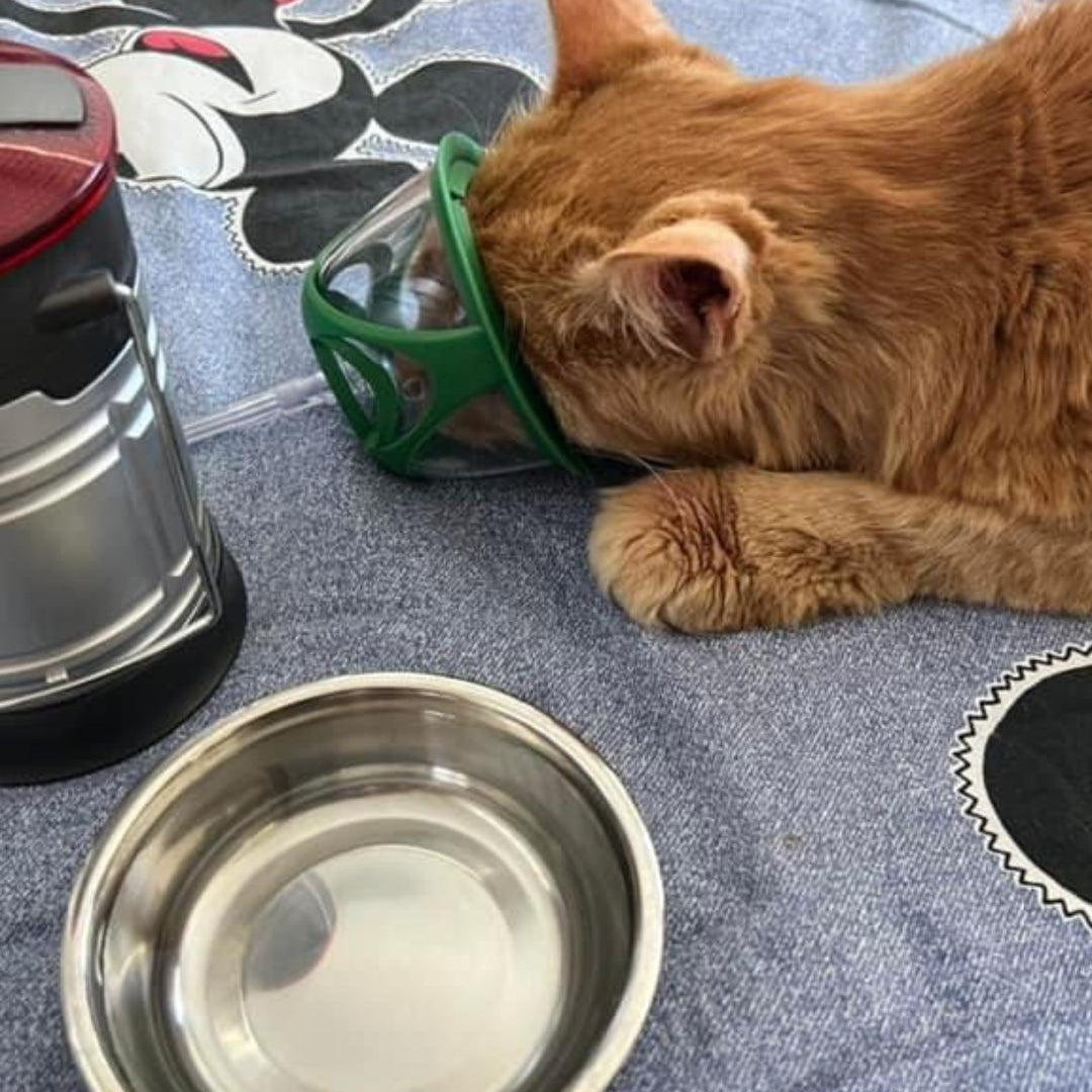 orange-cat-wearing-pet-oxygen-mask