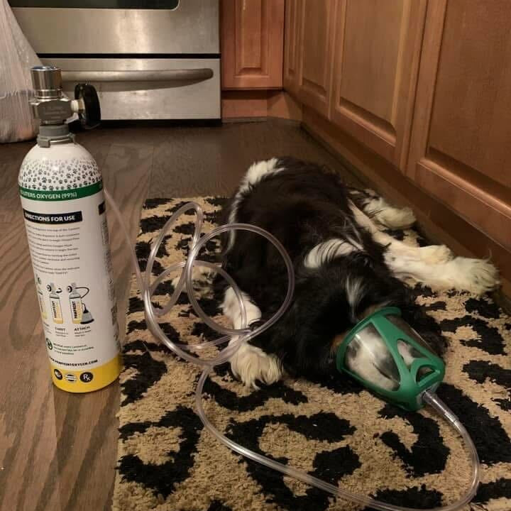 oxygen mask on dog