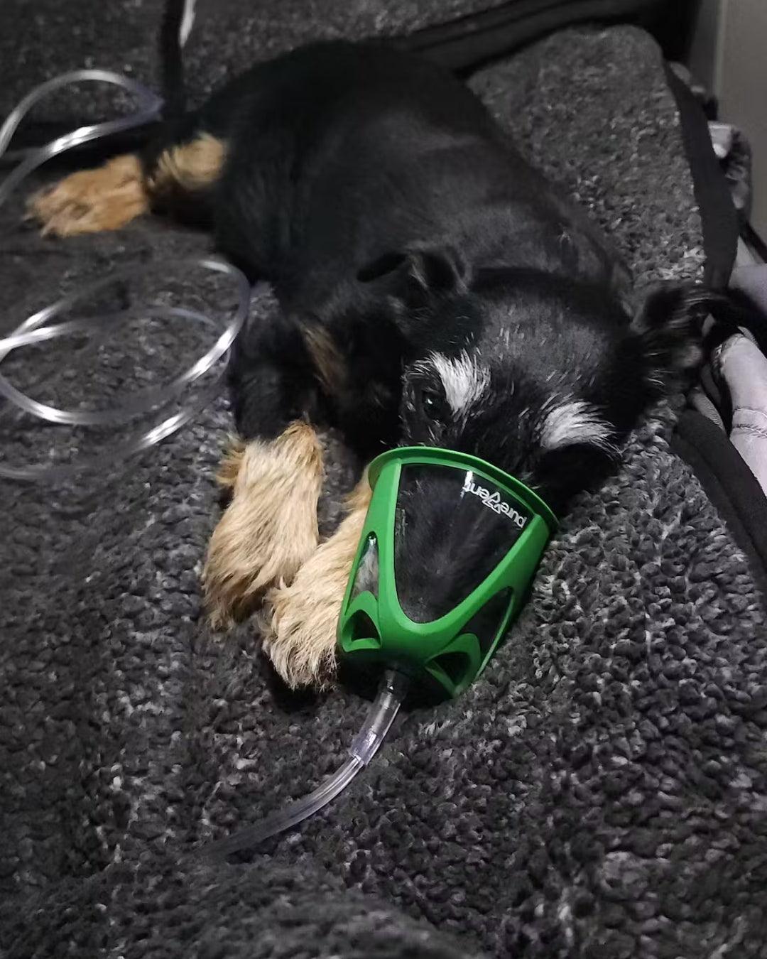 EU pet oxygen mask