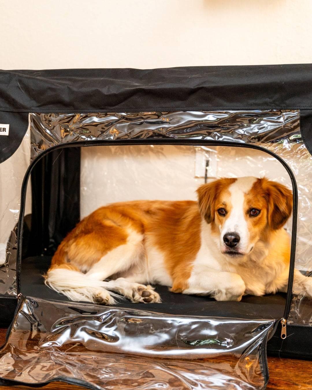 dog inside of large Pet Oxygen Cage, Buster ICU