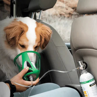 dog receiving oxygen via a mask in a car