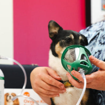 dog with oxygen mask on at veterinarian