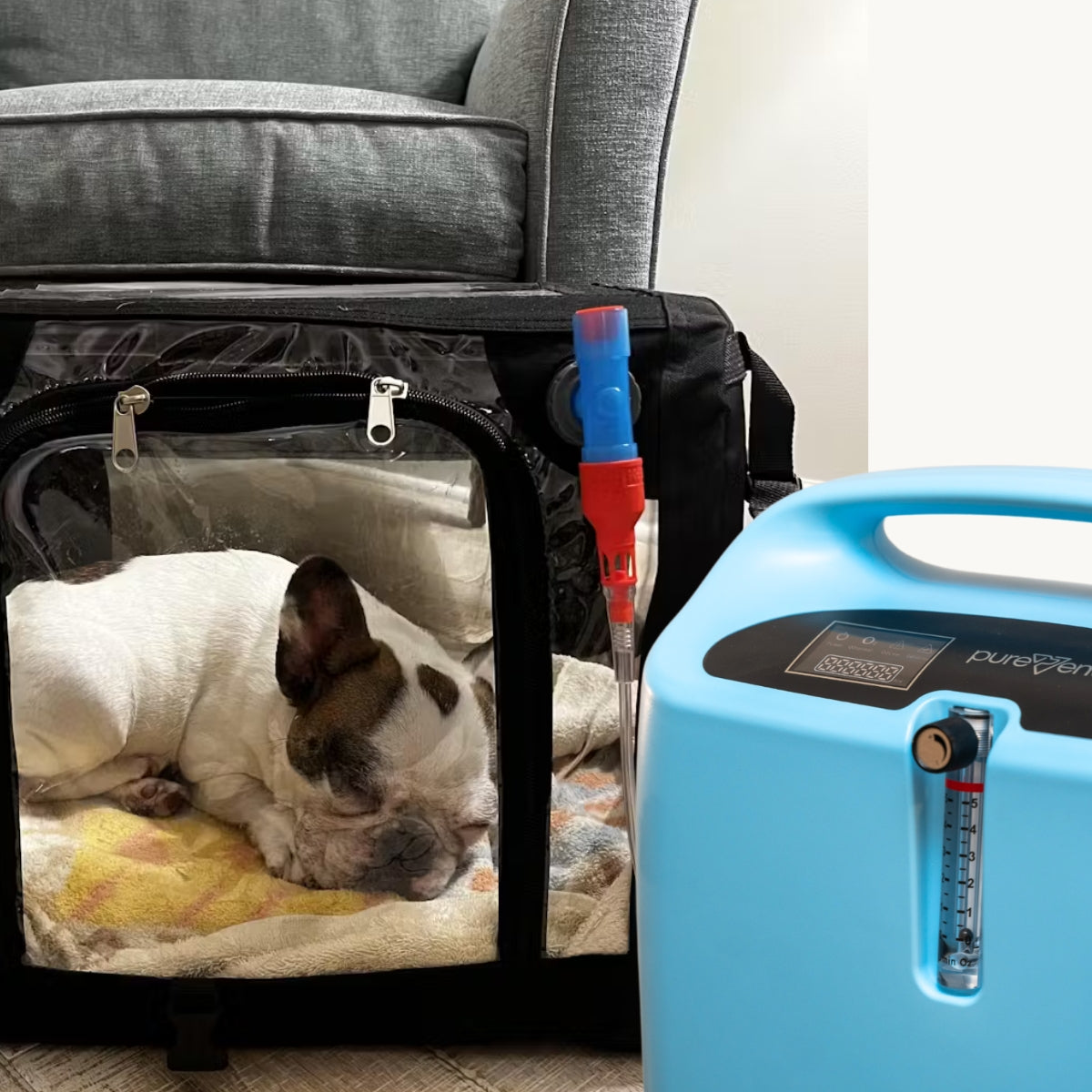 oxygen cage for dog at home