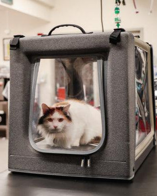 cat inside oxygen chamber