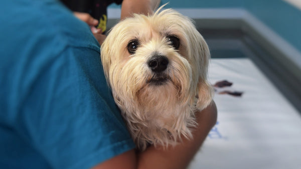 dog at the vet