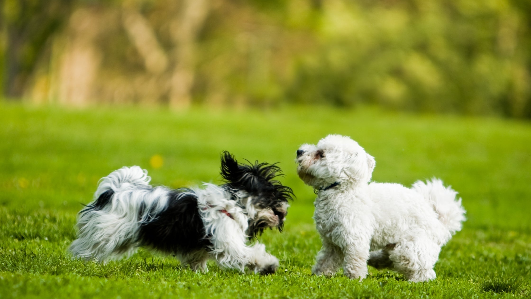 dogs playing outside