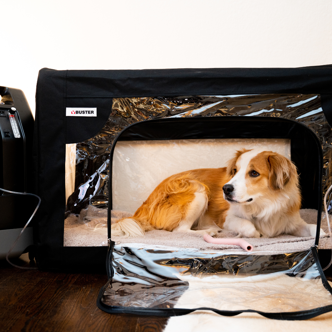 dog in an oxygen cage